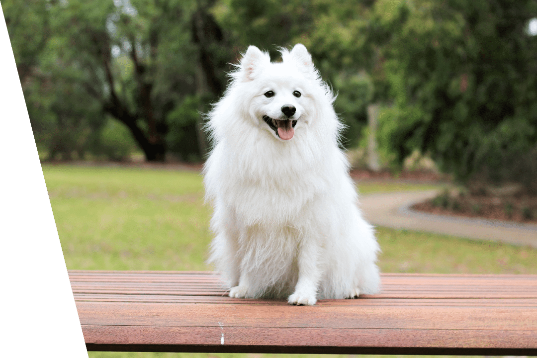 dog sitting on a deck