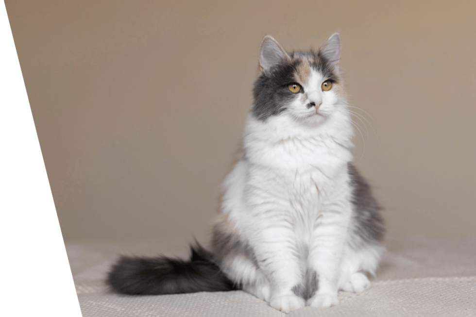 Fear Free Certified Vet Ridgefield Veterinary Center