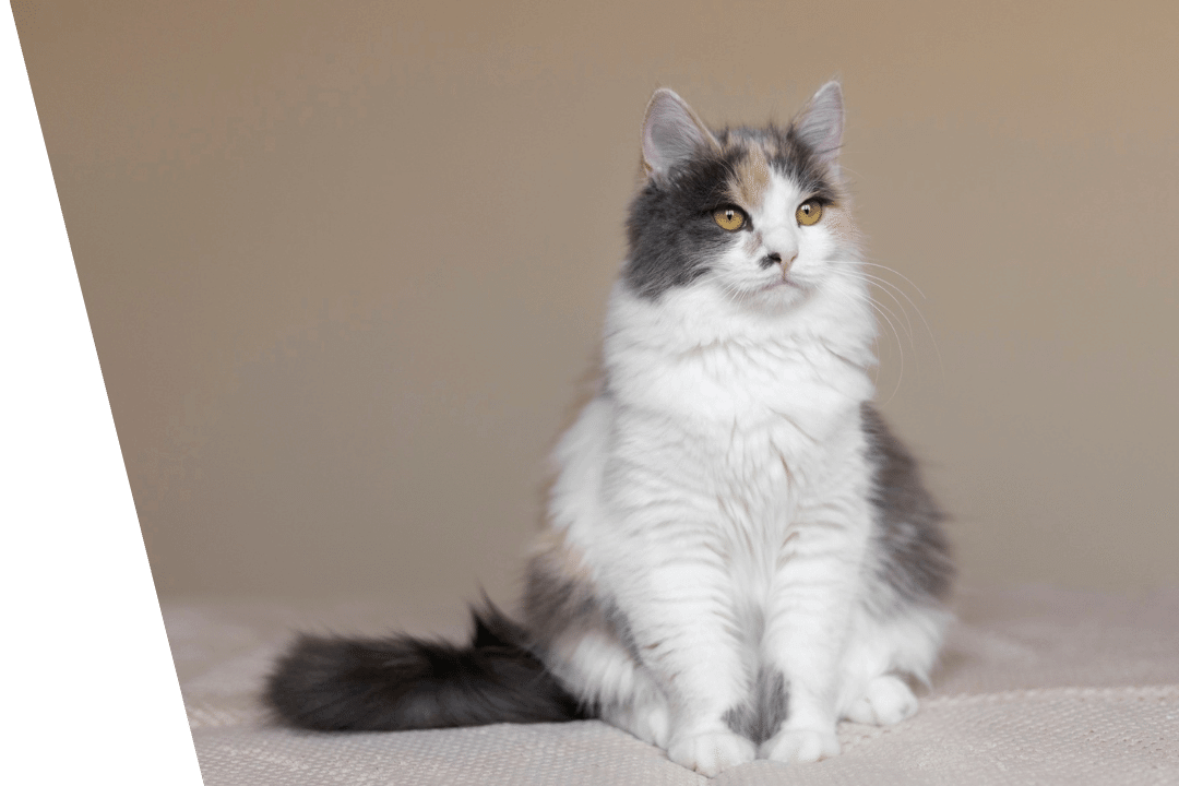 cat sitting on bed