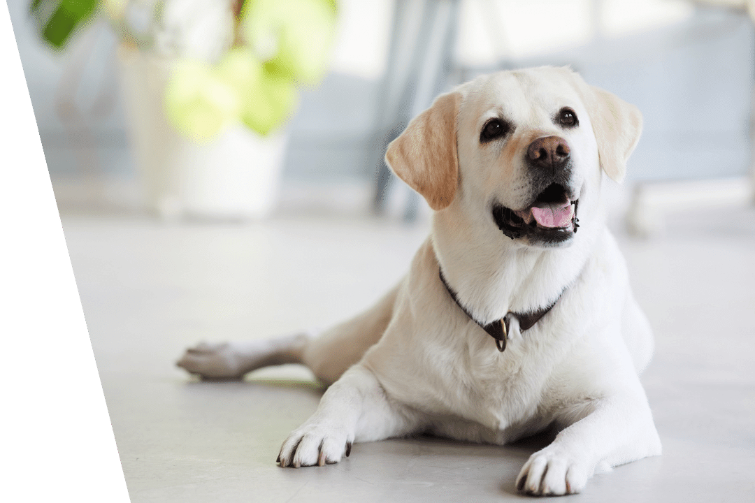 lab laying down