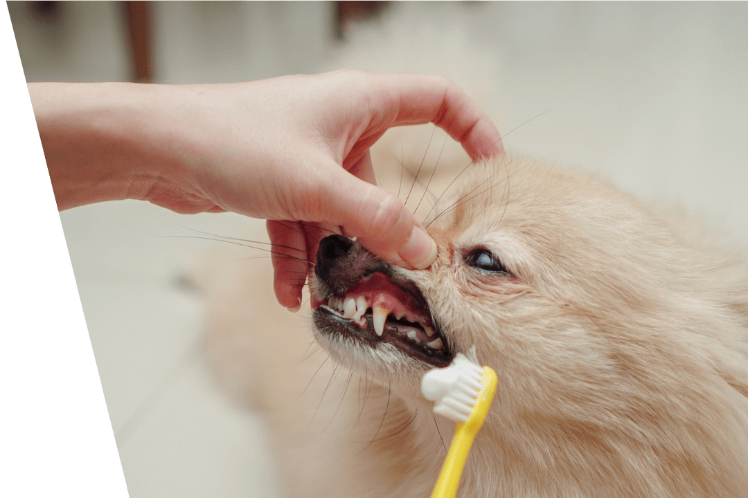person brushing dogs teeth