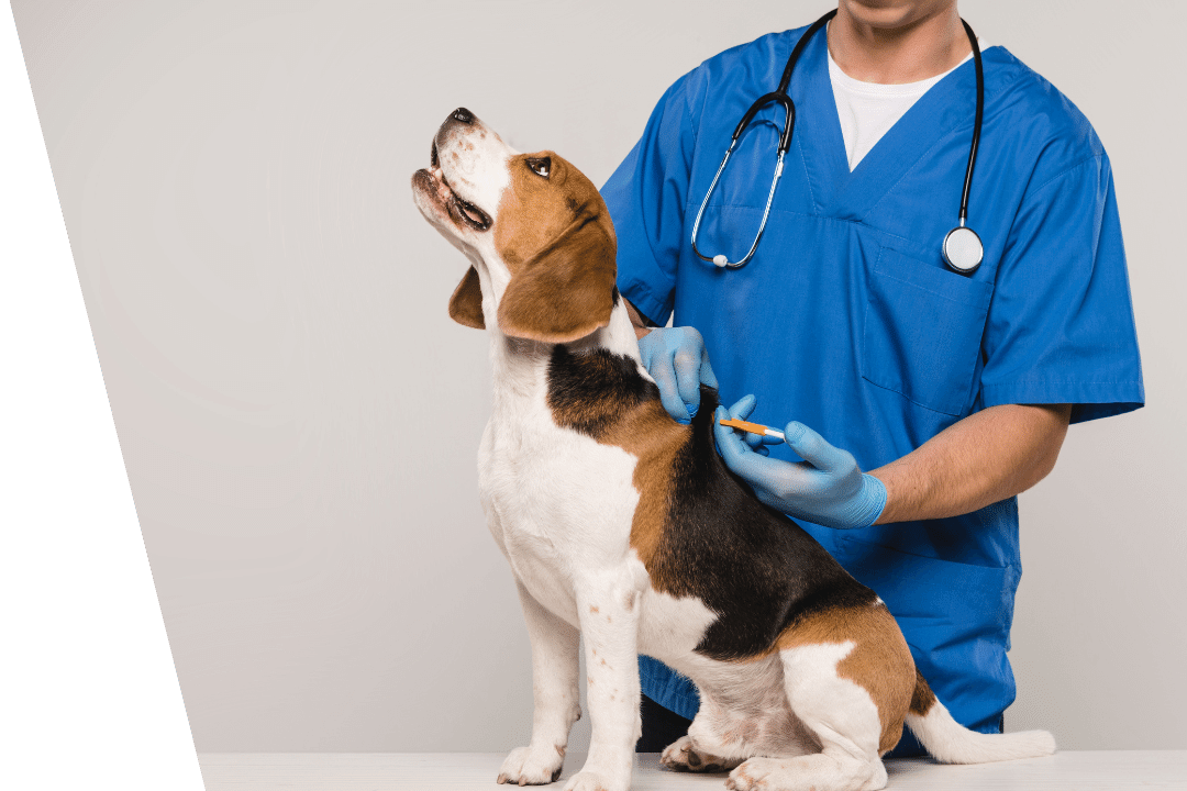 vet implanting microchip in dog