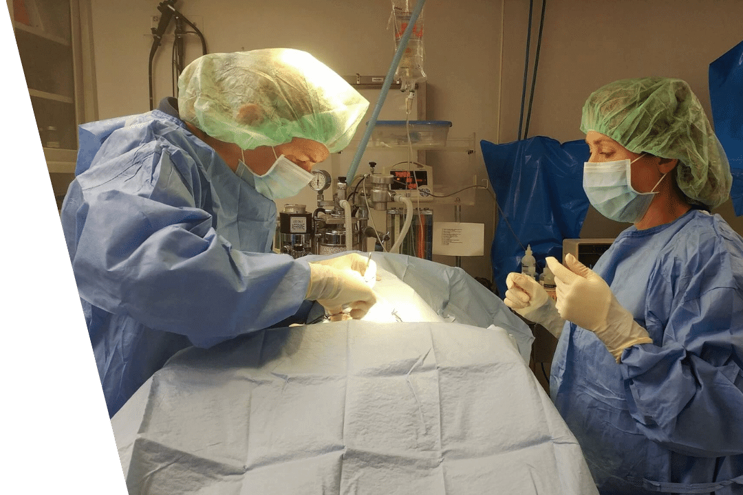 Ridgefield Veterinary Center team during surgery