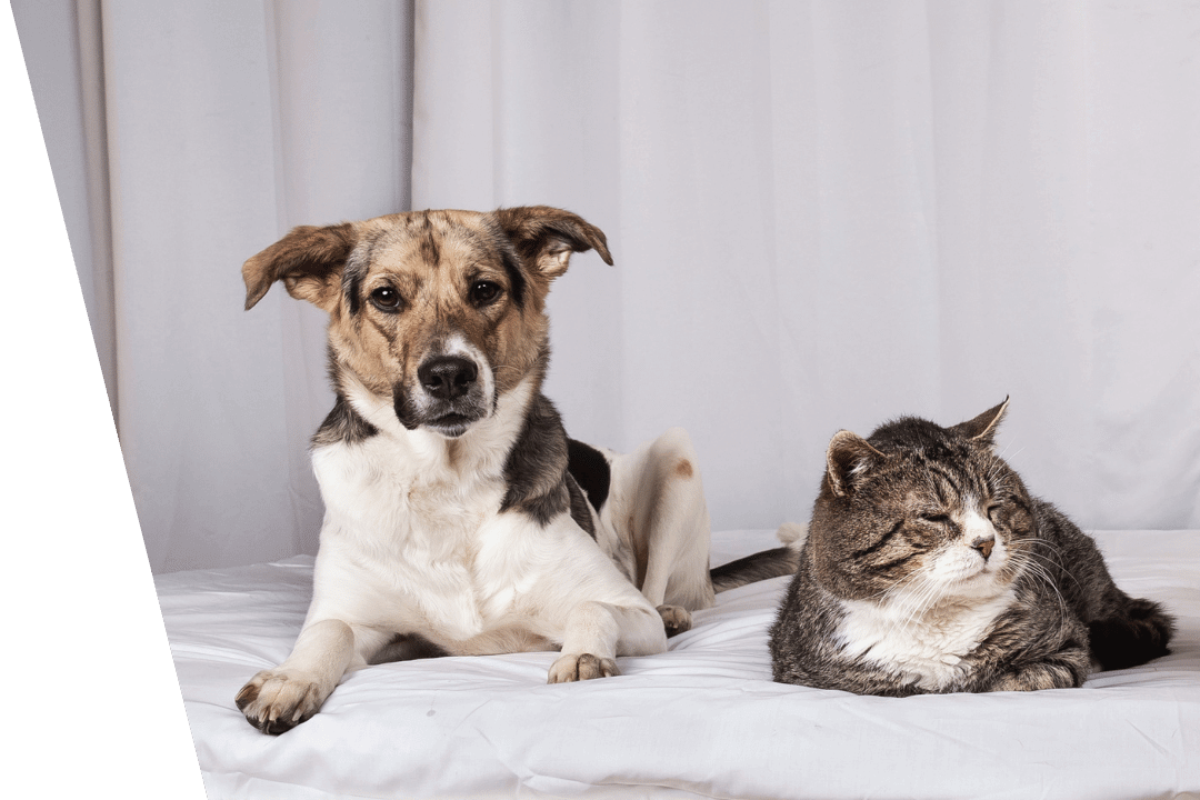 dog and cat laying on bed