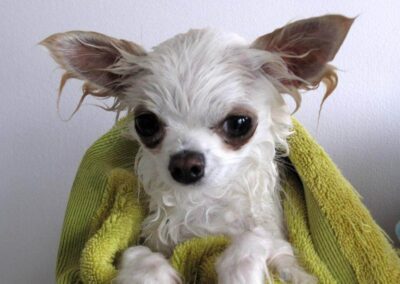dog after bath