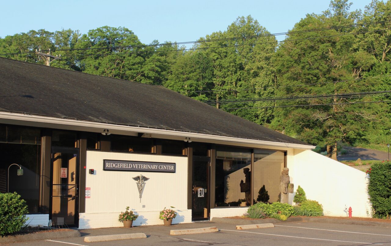 how-often-should-dog-get-rabies-vaccine-ridgefield-veterinary-center