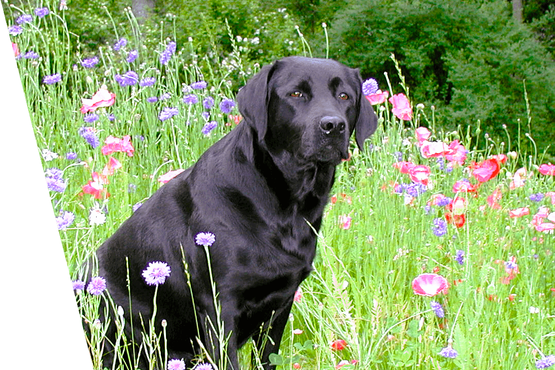 dog sitting peacefully in field of flowers