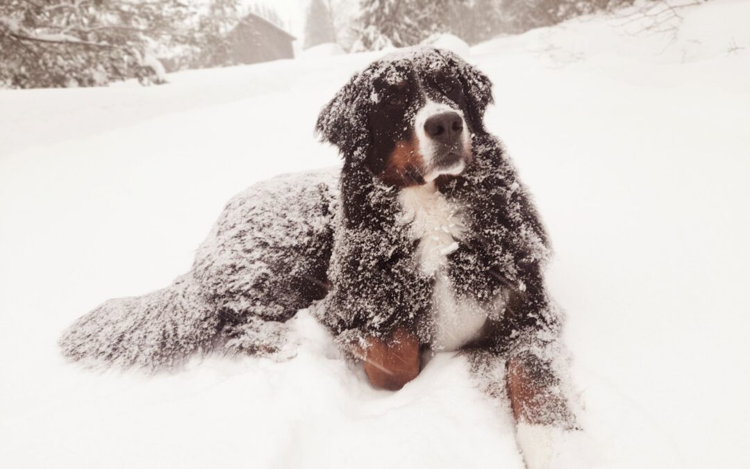10 Essential Winter Safety Tips for Pets