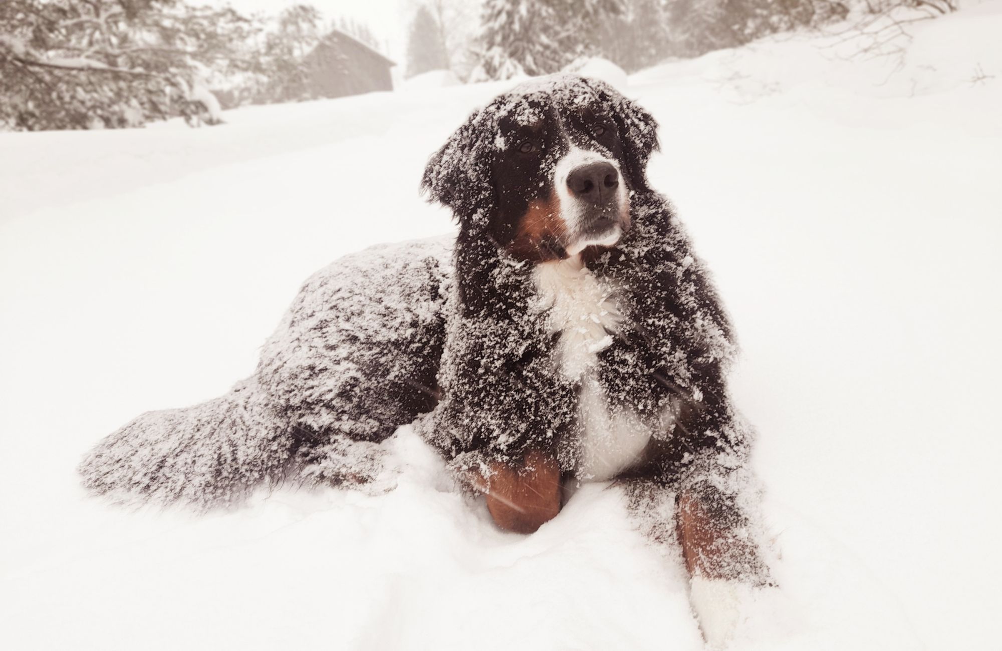 10 Essential Winter Safety Tips For Pets: Every Ridgefield Pet Owner ...