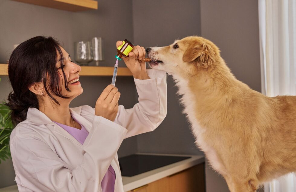 How Often Should Dog Get Rabies Vaccine | Ridgefield Veterinary Center