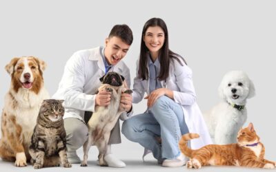 How to Choose a Family Veterinarian