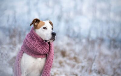 Signs of Hypothermia in Dogs: What Connecticut Pet Owners Should Know
