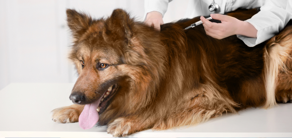 Veterinarian administering dog vaccination at Ridgefield Veterinary Center