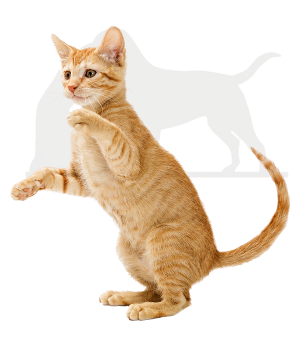 Healthy recovered cat after successful spay neuter procedure Ridgefield CT