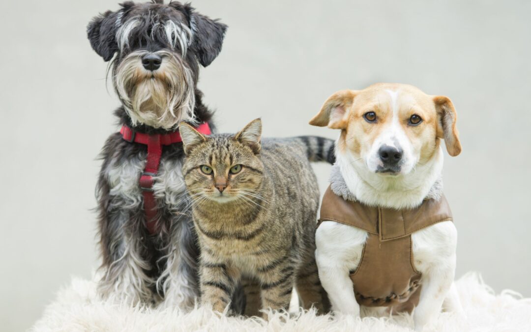 5 New Year's Resolutions for Your Pet’s Health in 2026