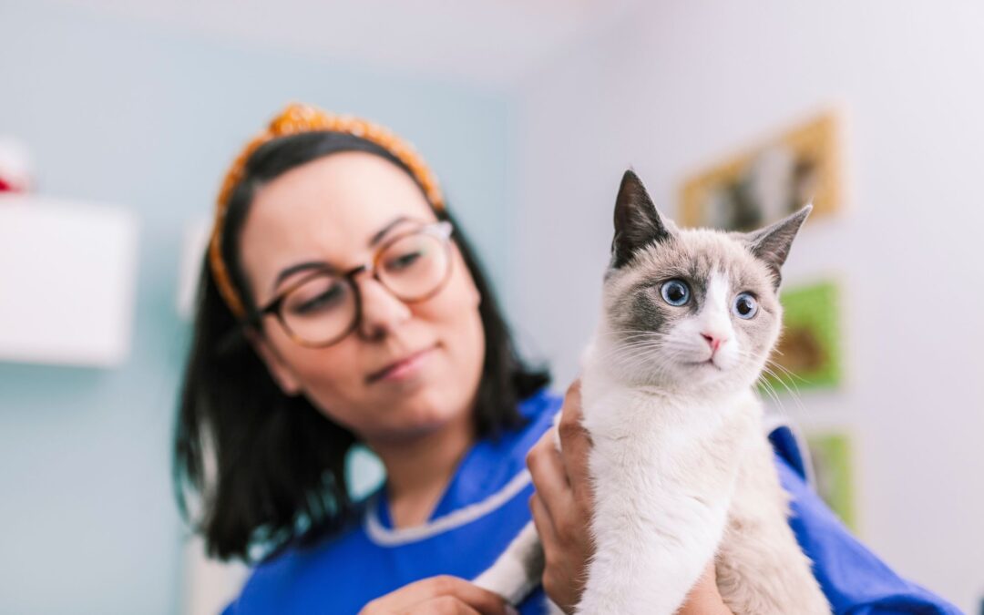 Cat Anxiety Symptoms: How to Tell If Your Cat Is Stressed