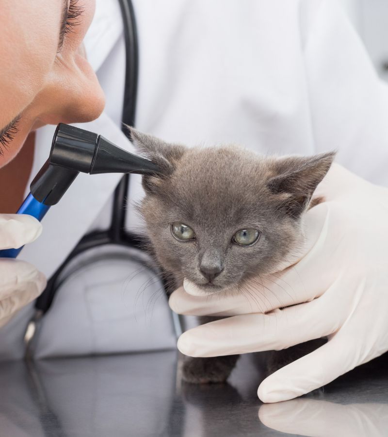 Healthy recovered cat after successful spay neuter procedure Ridgefield CT