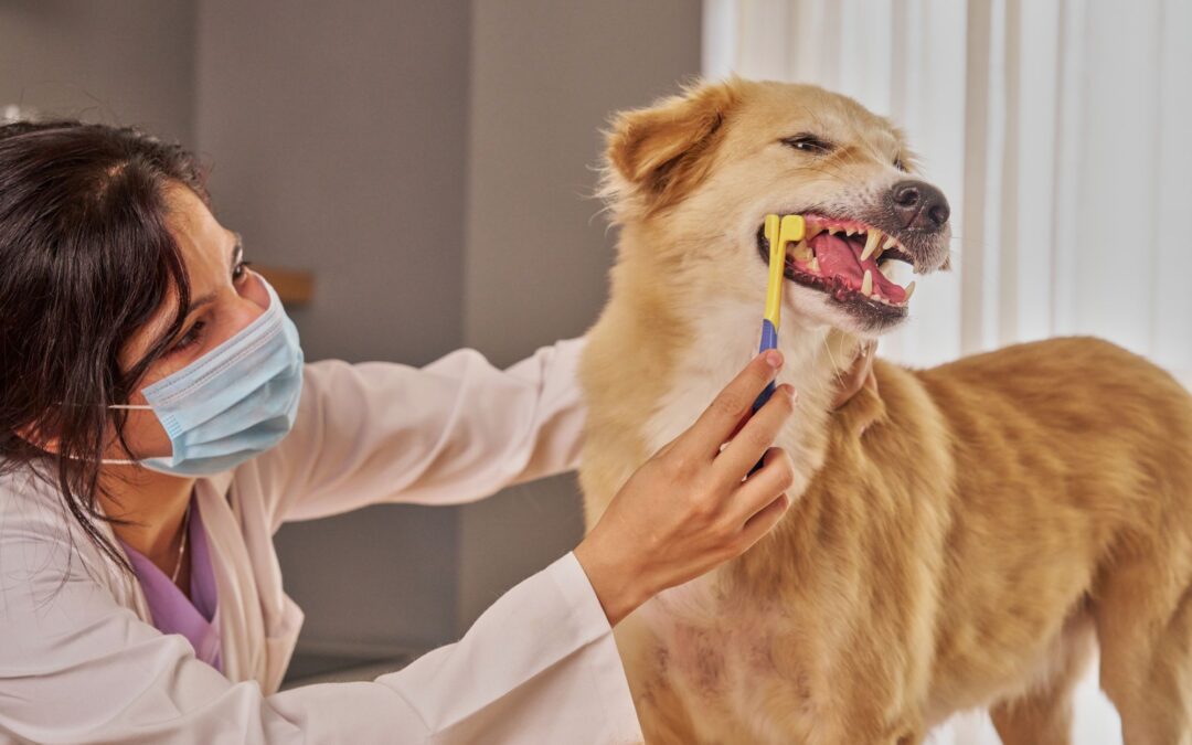 How to Brush Dog Teeth: A Step-by-Step Guide for Dog Owners