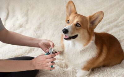 How to Trim Dog Nails at Home: A Simple Guide for Beginners