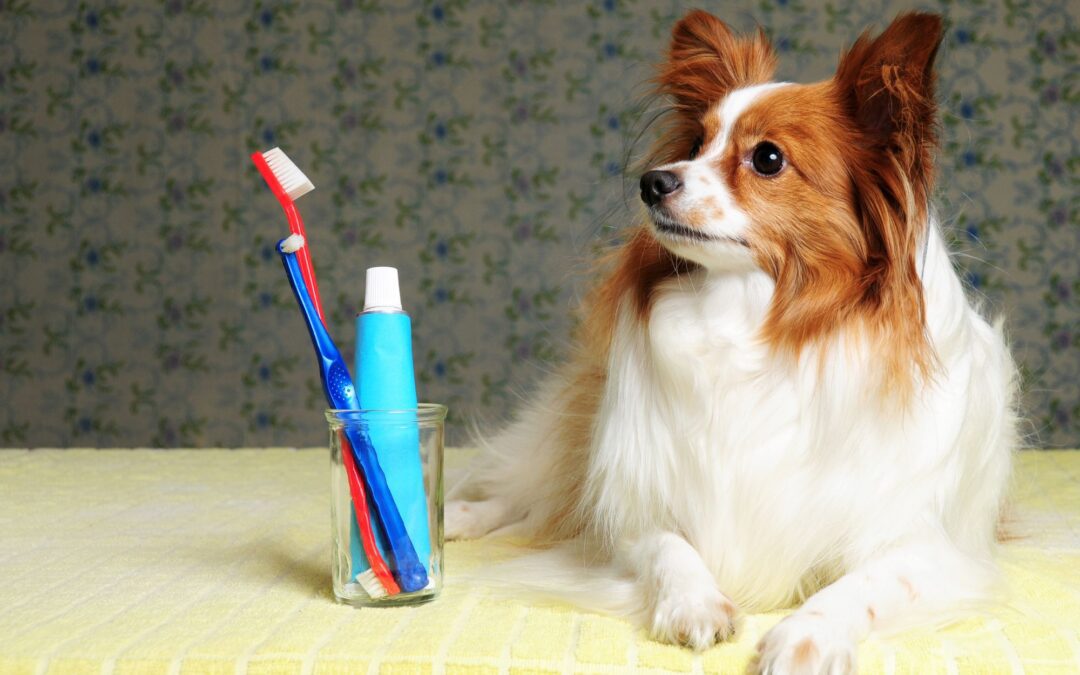 Pet Dental Health Month: Protect Your Pet’s Healthy, Bright Smile