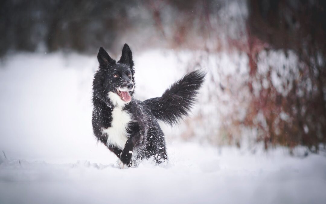Protect Your Pets This Winter: Common Hazards to Know About