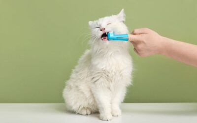 Signs of Dental Disease in Cats: Painful Warnings You Should Not Ignore