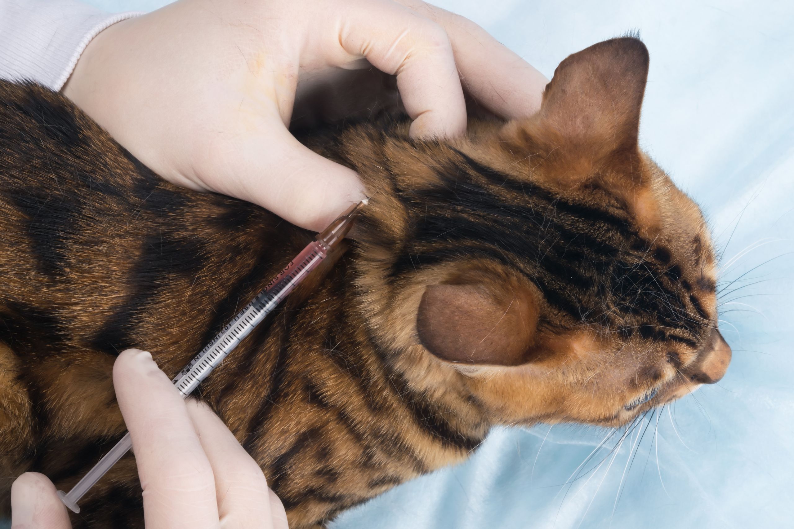 Veterinary technician performing blood draw on cat using Fear Free techniques at Ridgefield clinic