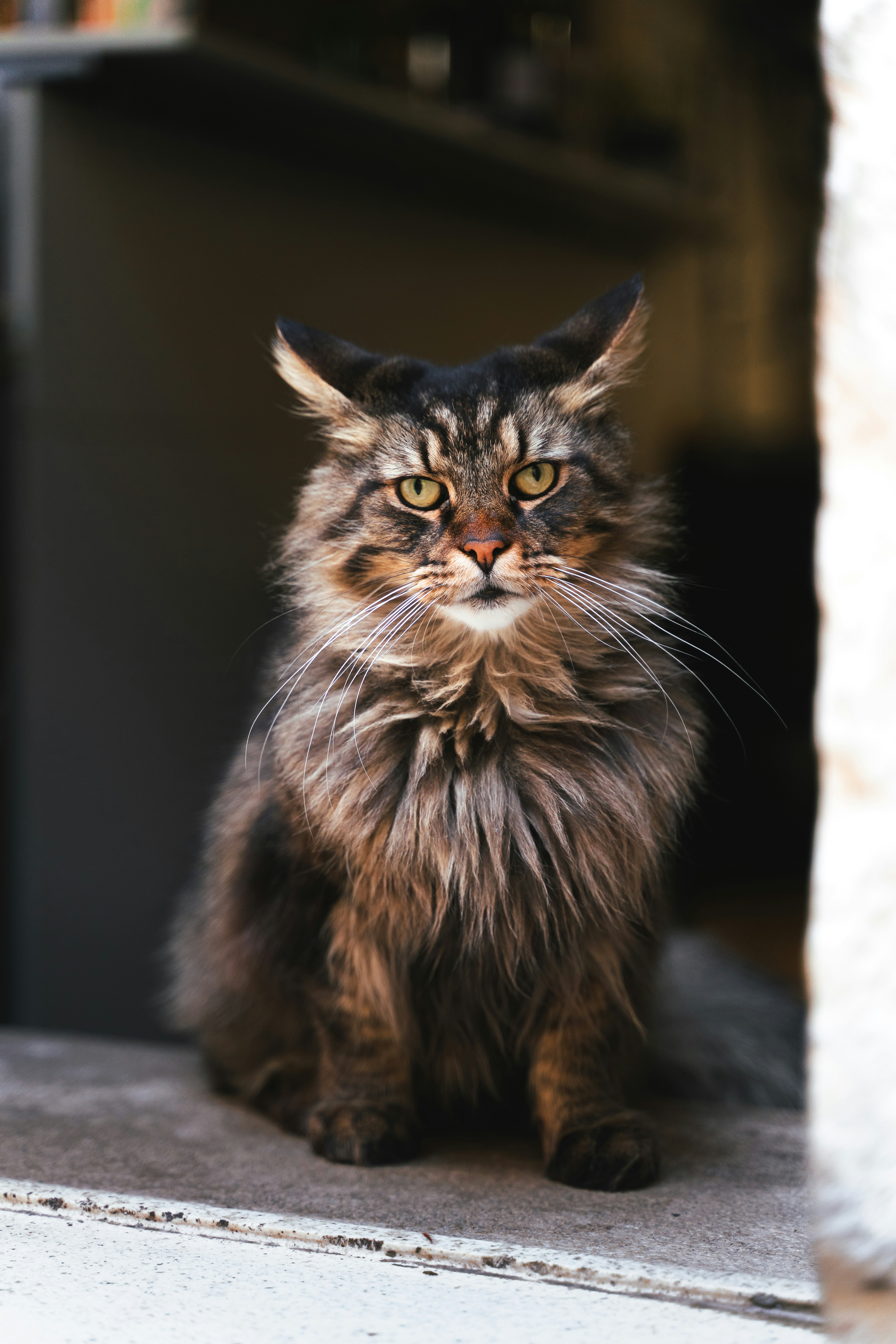 Healthy recovered cat after successful spay neuter procedure Ridgefield CT