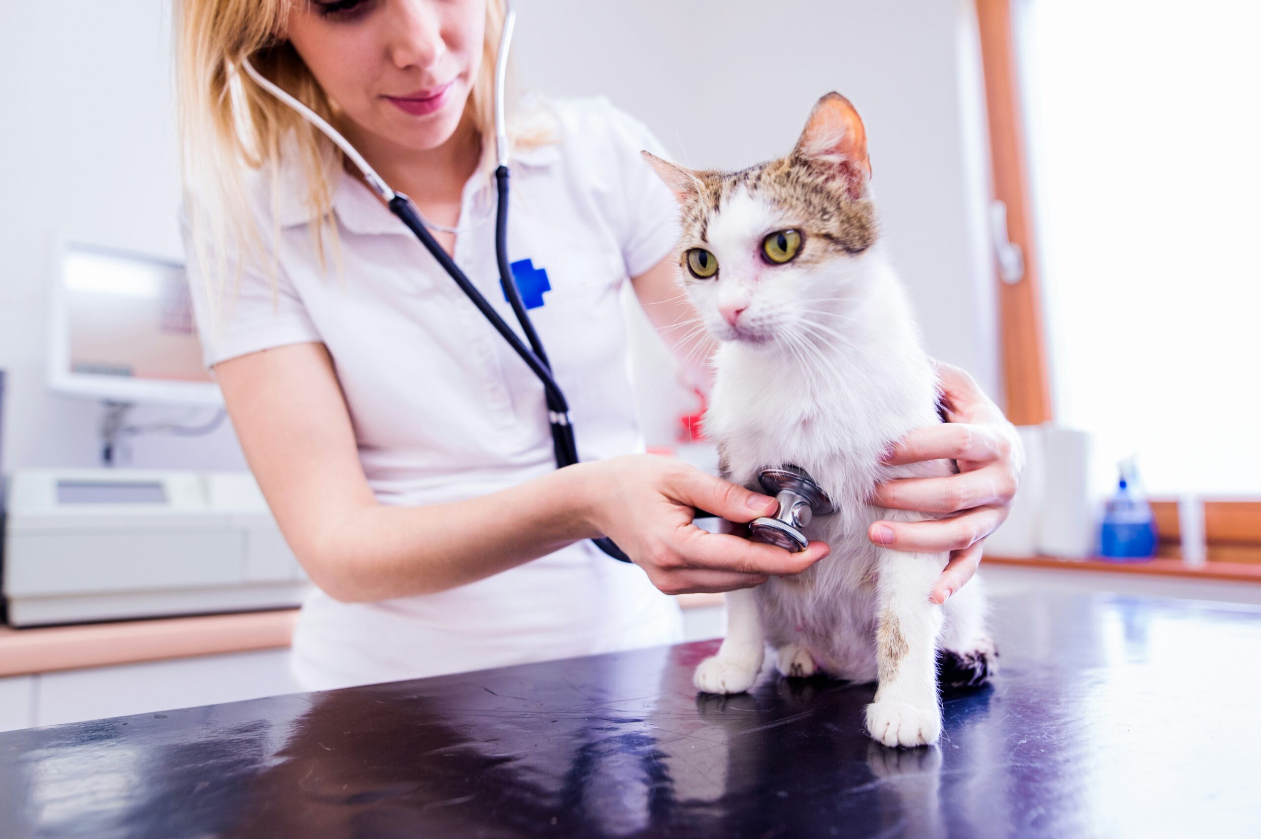 Veterinarian gently examining cat before spay neuter surgery at Ridgefield Veterinary Center