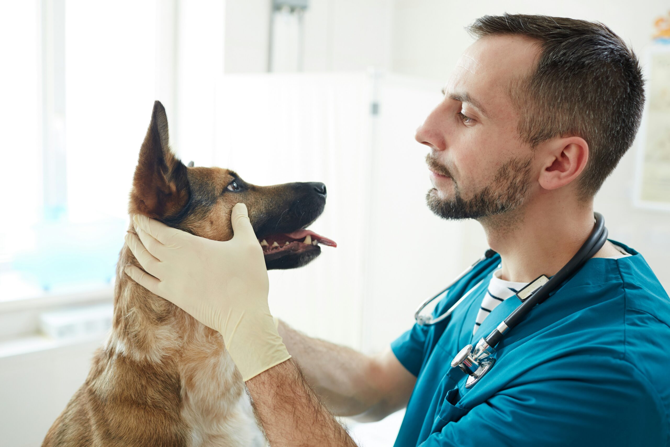 Veterinarian performing gentle wellness examination on happy dog at Ridgefield Veterinary Center