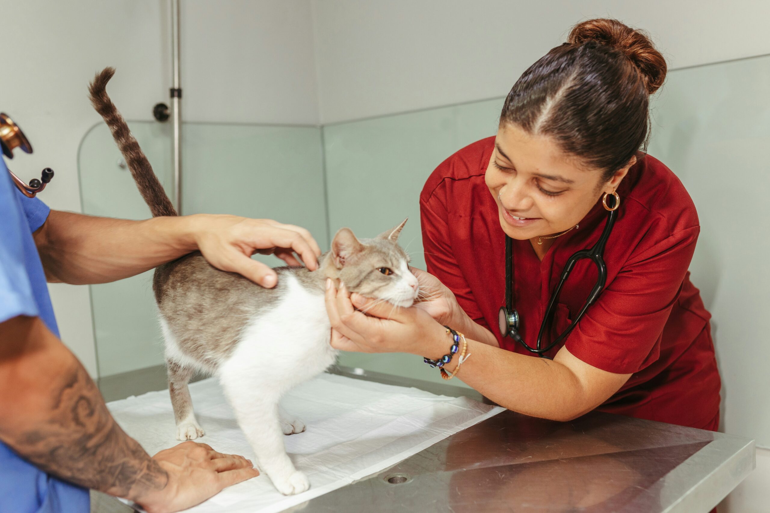 Fear Free cat spay neuter preparation with calm handling techniques