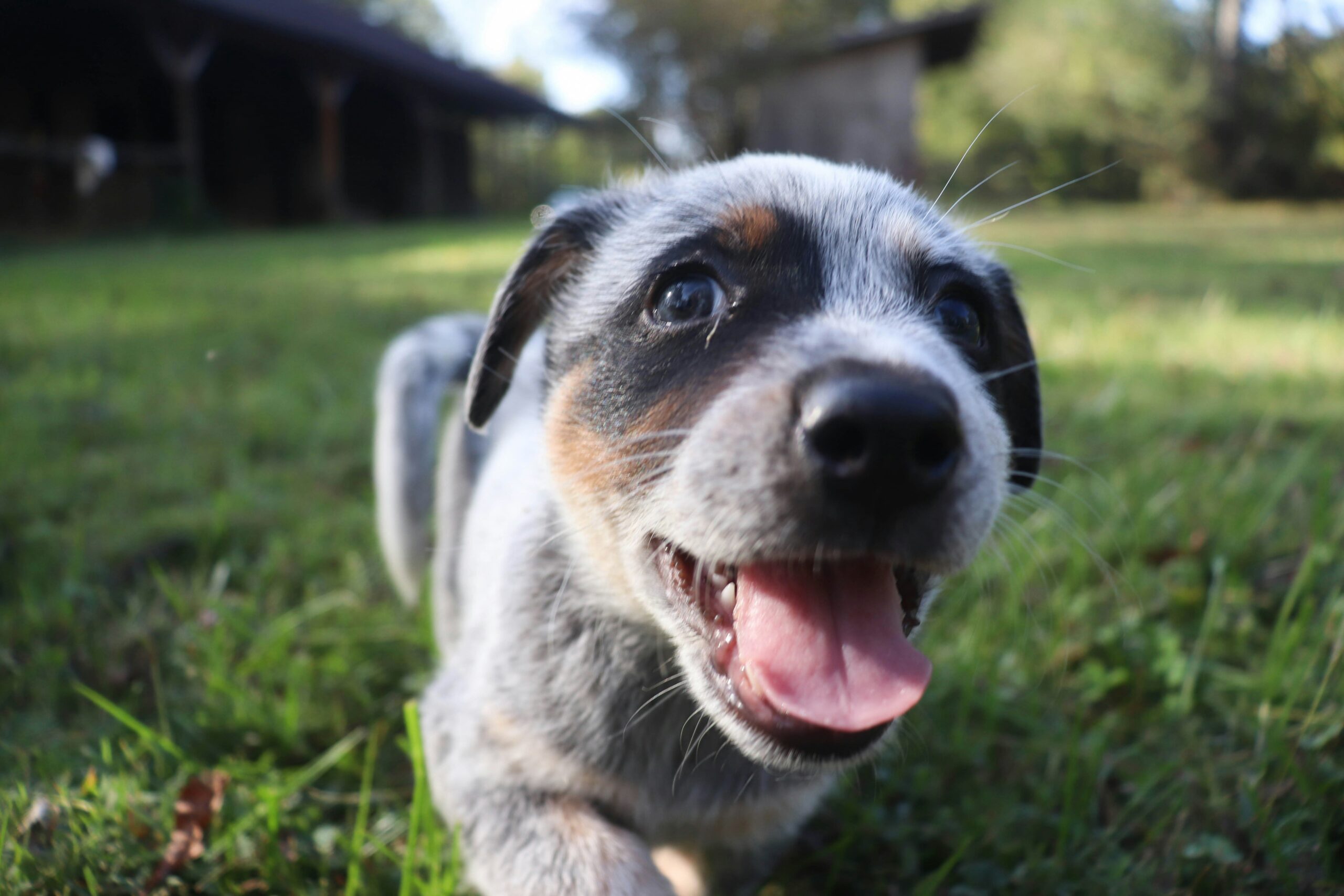 Happy spayed neutered cat relaxing at home after recovery