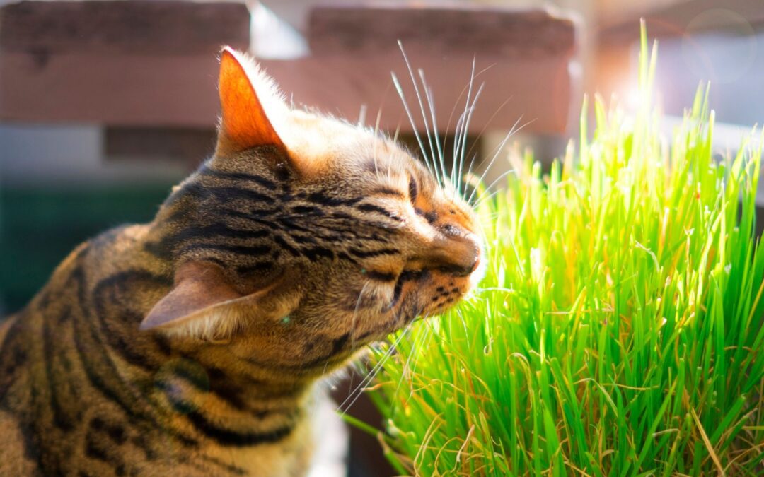 Non-Toxic Plants for Cats: Safe and Pet-Friendly Houseplants