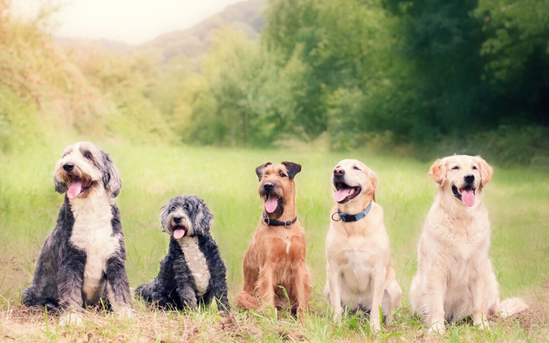 Spring Allergies in Dogs: Causes, Symptoms, and Treatment Tips