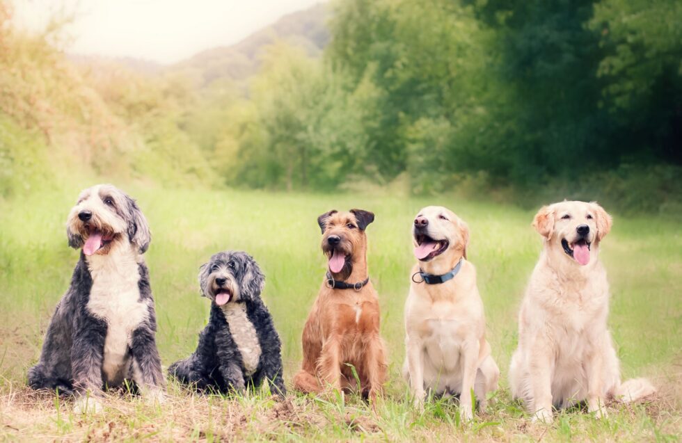 Curated visual reference: Fresh Look at Spring Allergies In Dogs Causes Symptoms And Treatment Tips