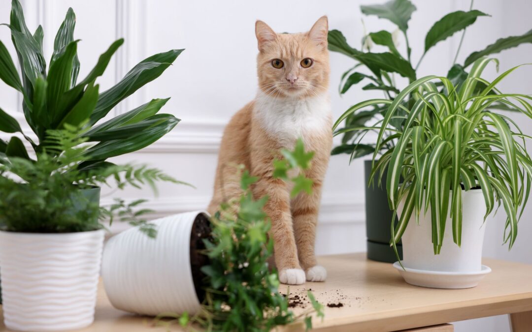 Toxic Plants for Cats: Top 10 Dangerous Plants to Avoid