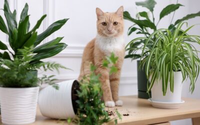 Toxic Plants for Cats: Top 10 Dangerous Plants to Avoid