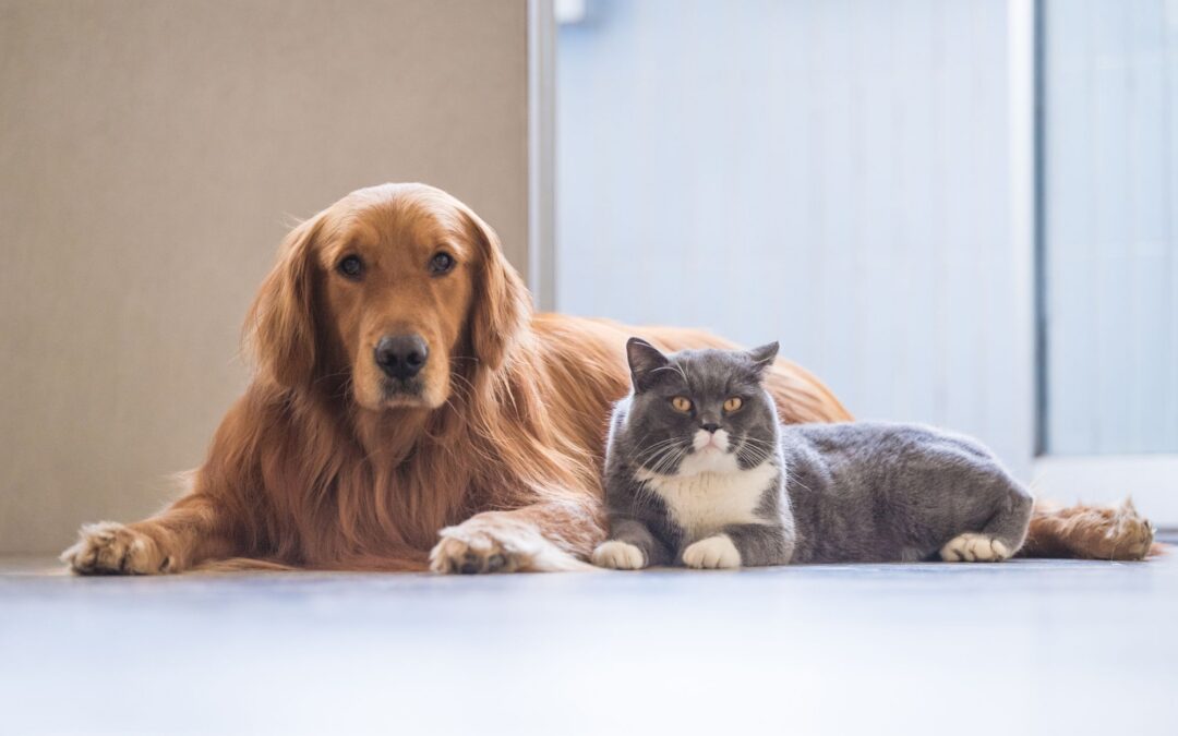 When to Spay or Neuter: Your Smart Timing Guide