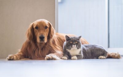 When to Spay or Neuter: Your Smart Timing Guide