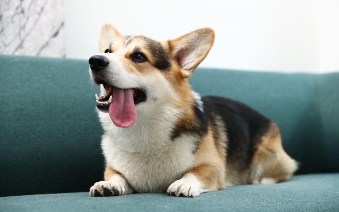 When to Spay or Neuter a Dog: Smart Safe Timing