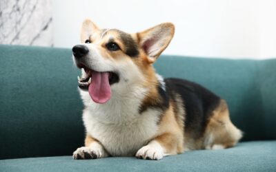 When to Spay or Neuter a Dog: Smart Safe Timing