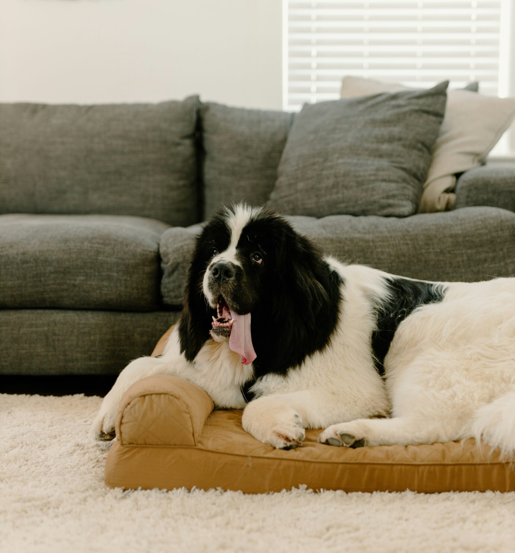 Comfortable itch-free dog after dermatology treatment at Ridgefield Veterinary Center