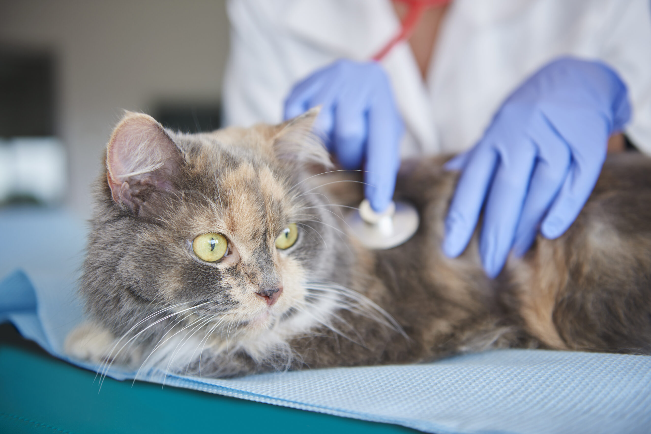 Cat receiving comprehensive wellness checkup with caring veterinarian Ridgefield CT