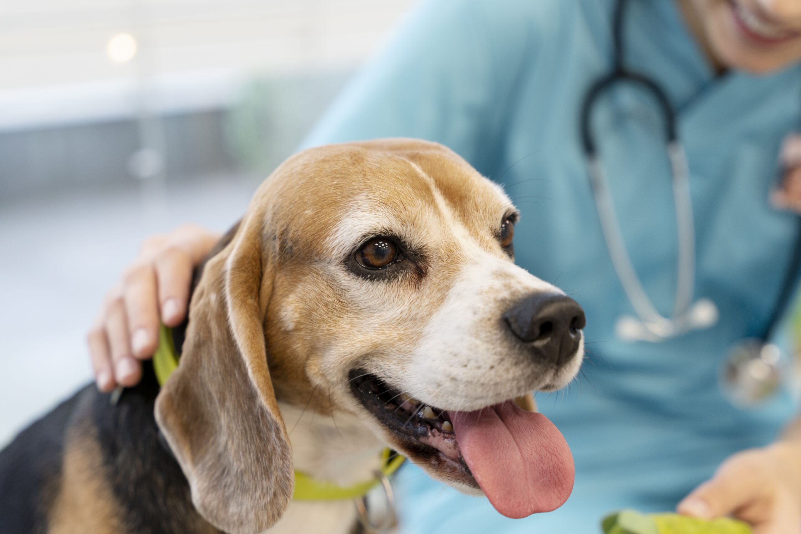 Veterinarian performing gentle wellness examination on happy dog at Ridgefield Veterinary Center