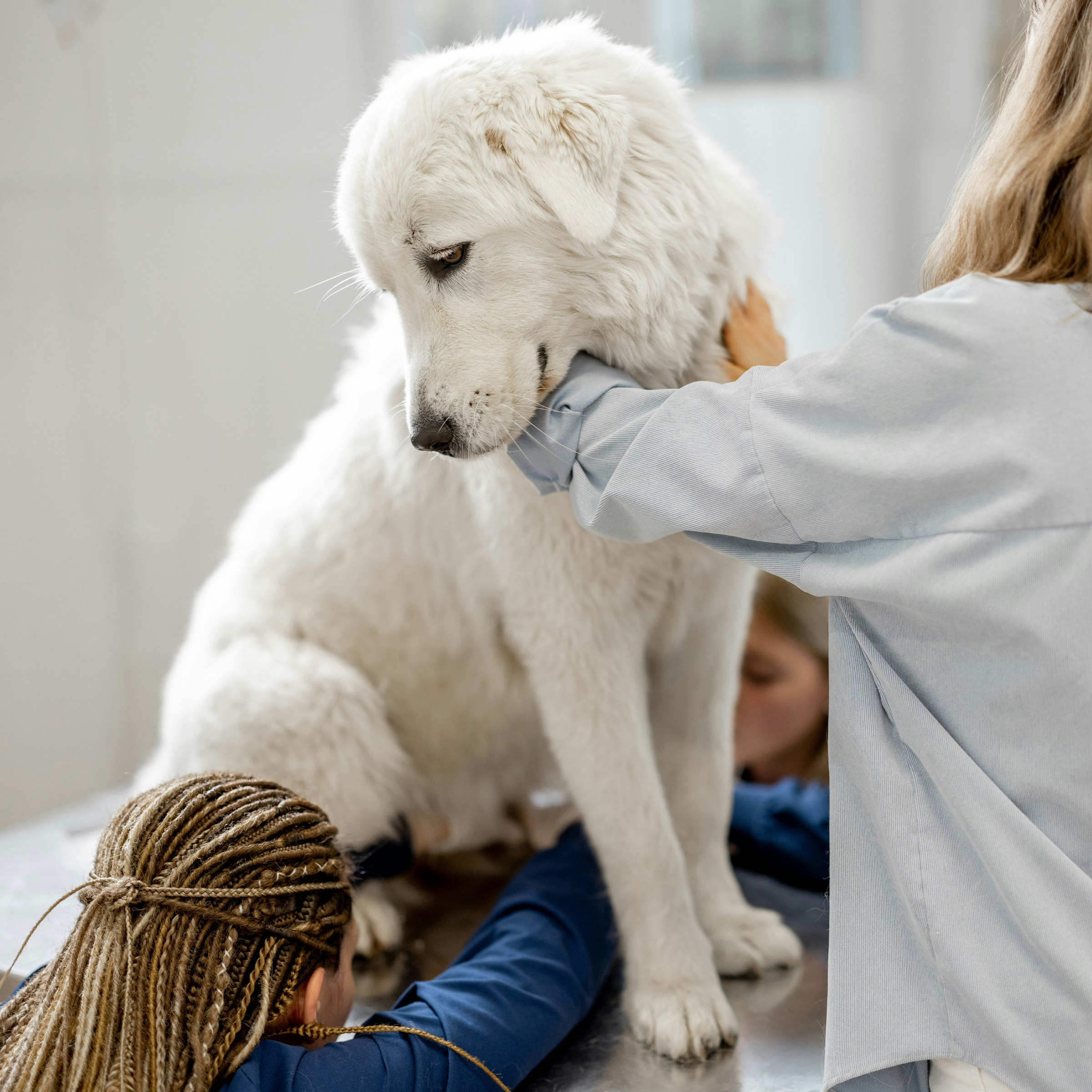 Senior dog with arthritis receiving gentle joint examination at Ridgefield Veterinary Center