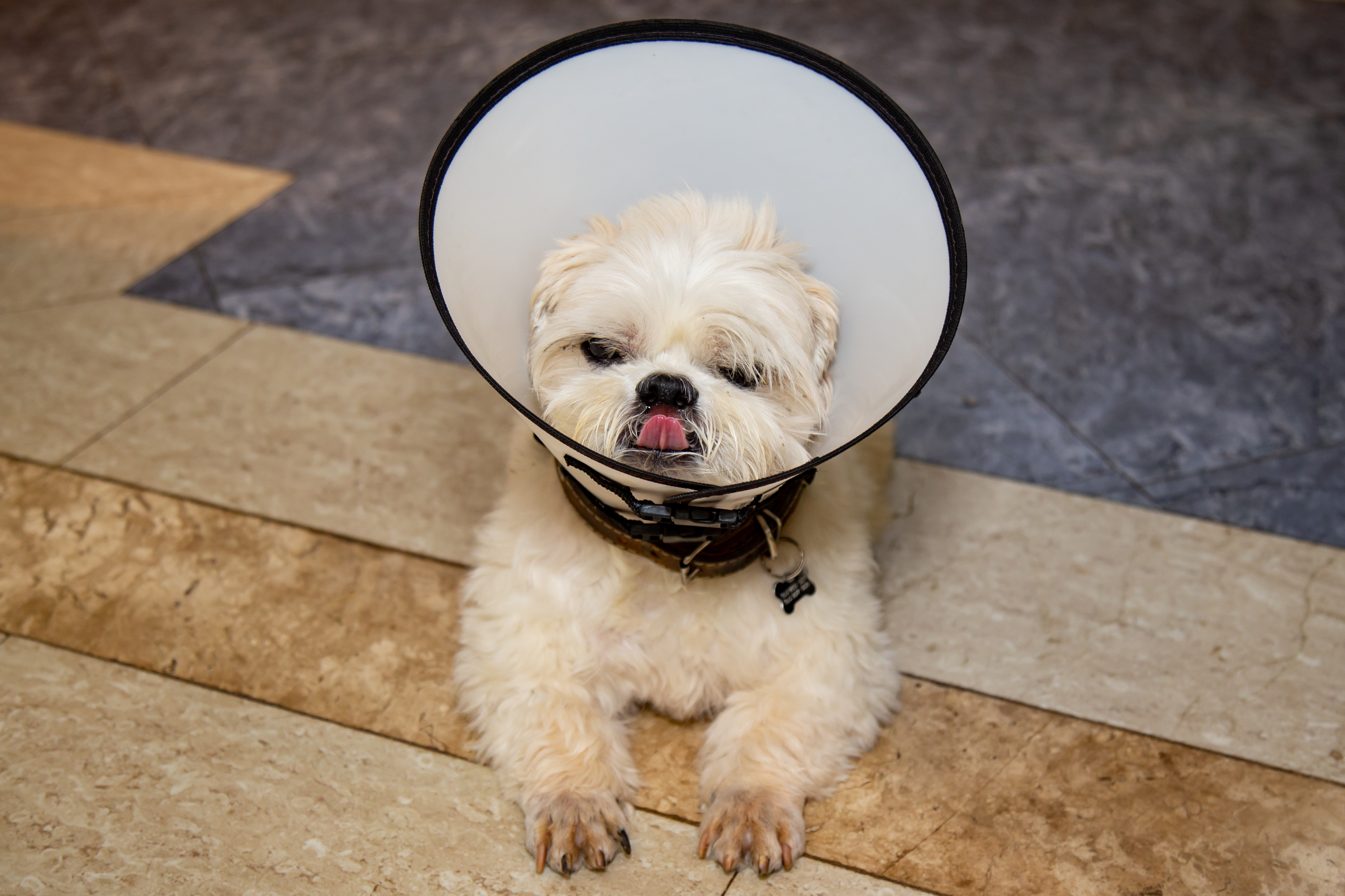 Happy recovered dog after successful spay neuter procedure Ridgefield CT