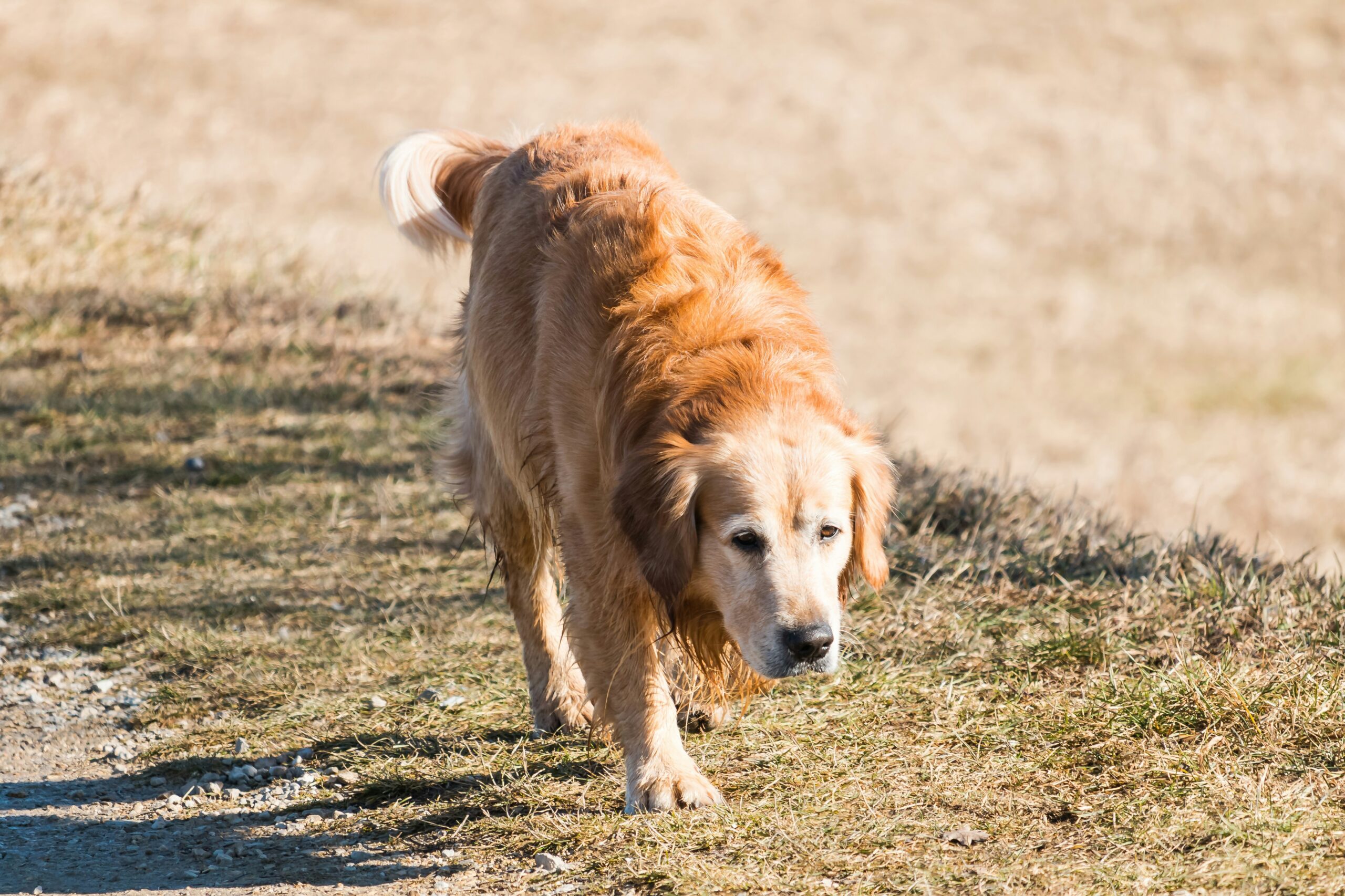 Senior dog walking comfortably after arthritis treatment at Ridgefield Veterinary Center