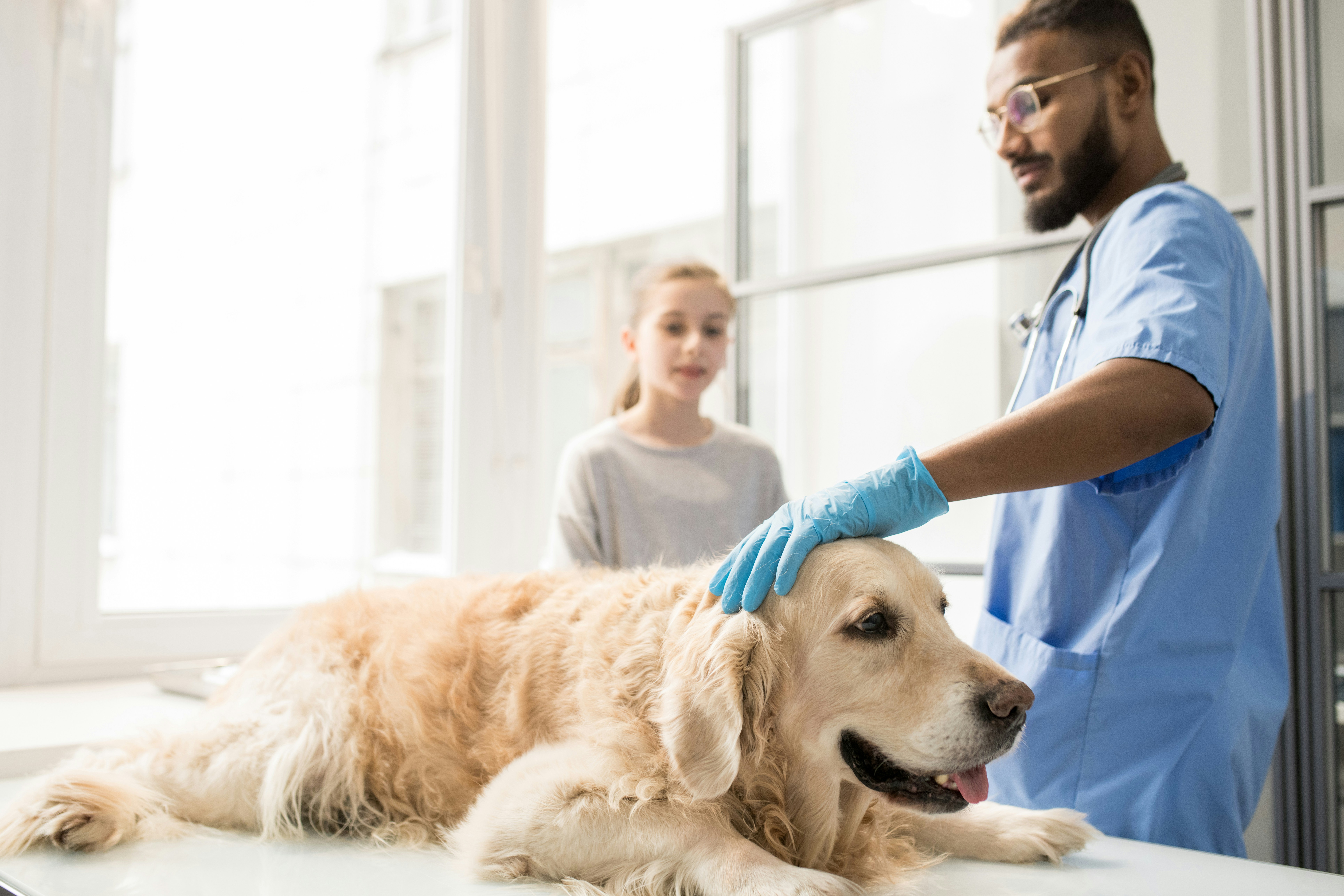Veterinarian assessing mobility and gait in arthritic dog in Ridgefield CT