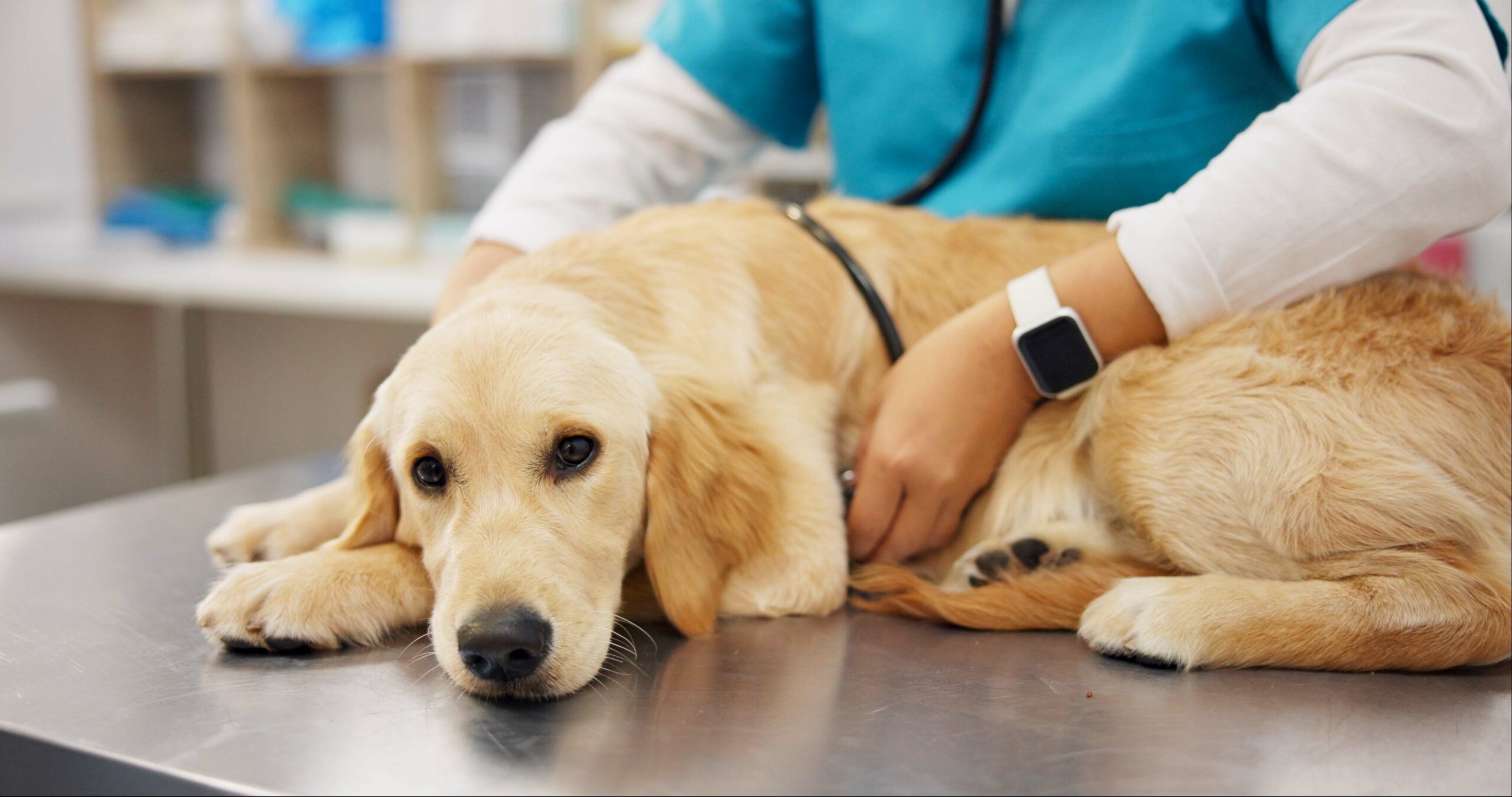 Veterinarian examining arthritic cat using gentle techniques for pain assessment at Ridgefield Veterinary Center