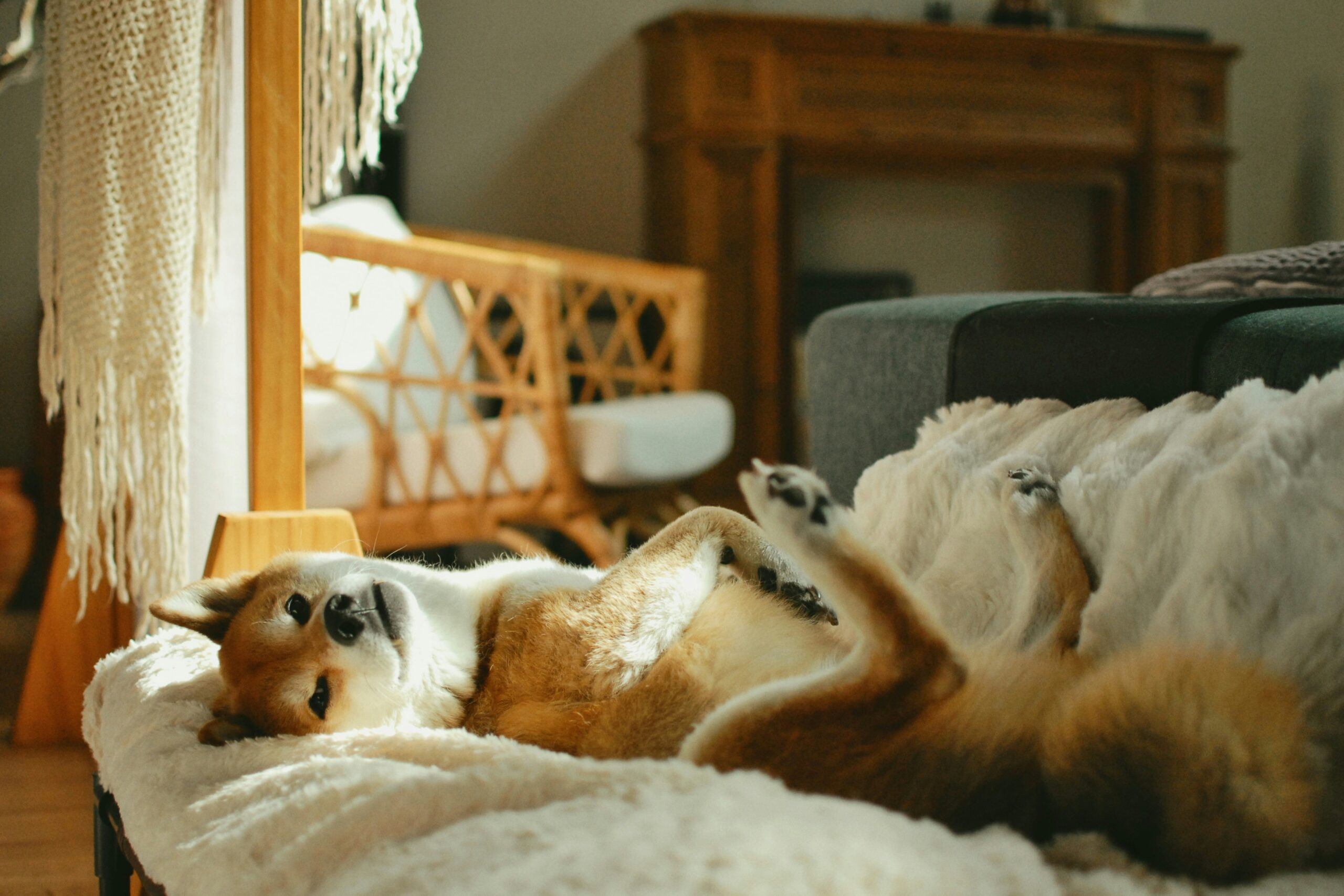 Happy comfortable dog after successful pain management treatment with veterinary team at Ridgefield Veterinary Center